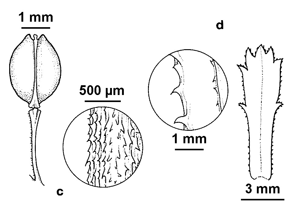 Lepidium desvauxii (hero image)