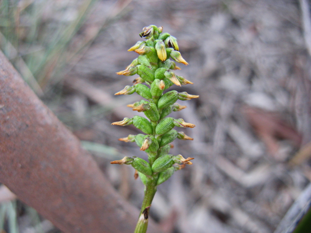 Corunastylis tepperi (hero image)