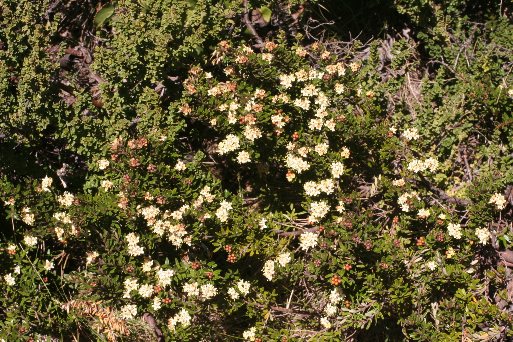 Phebalium squamulosum subsp. alpinum (hero image)