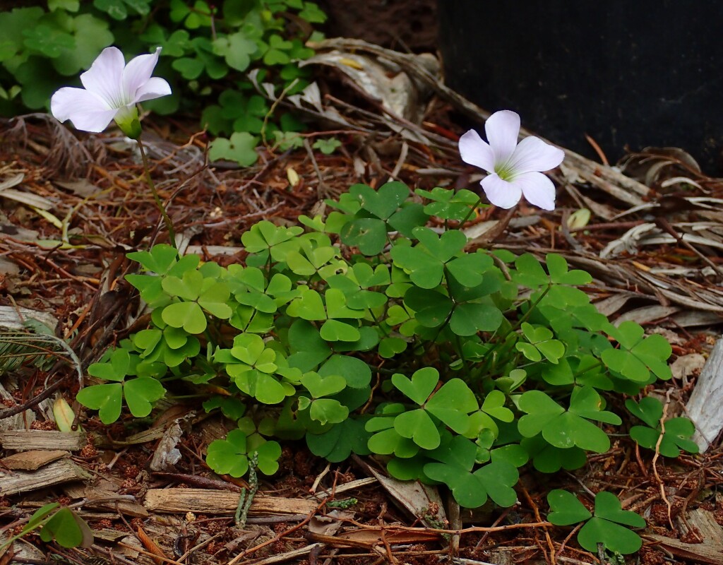 Oxalis incarnata (hero image)