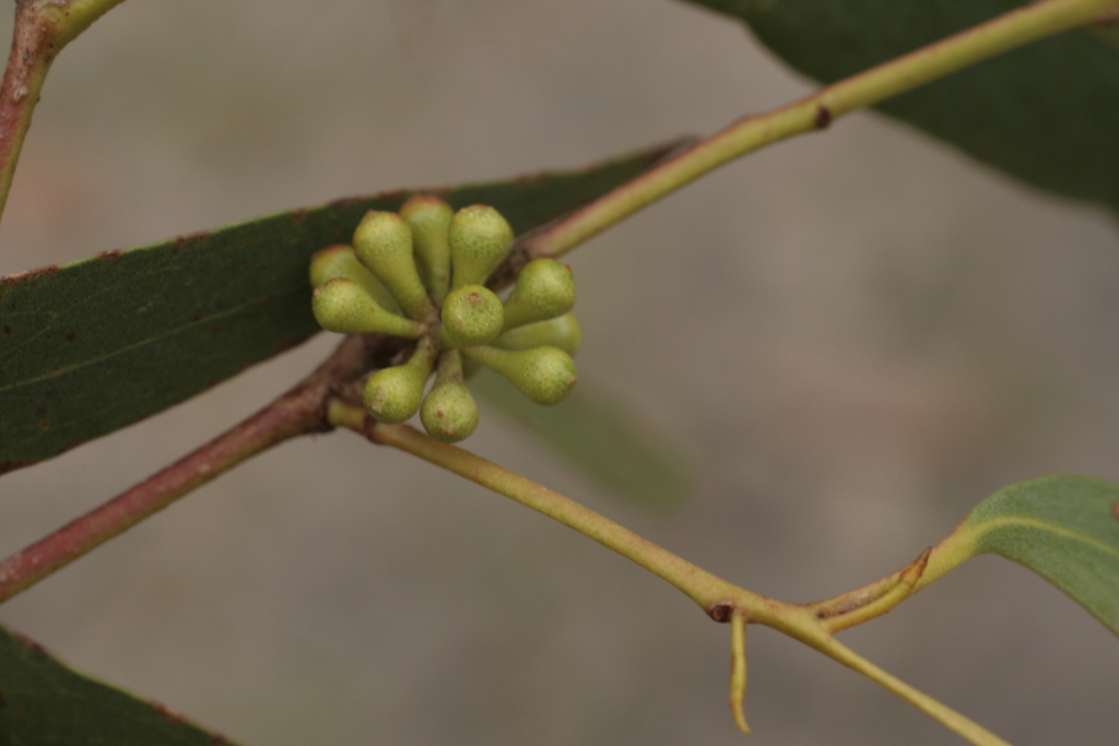 Eucalyptus falciformis (hero image)