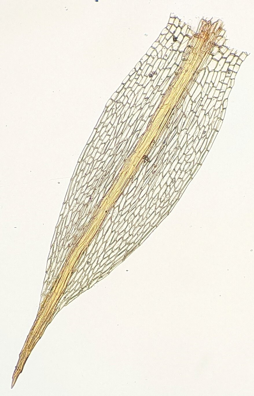 Bryum preissianum (hero image)