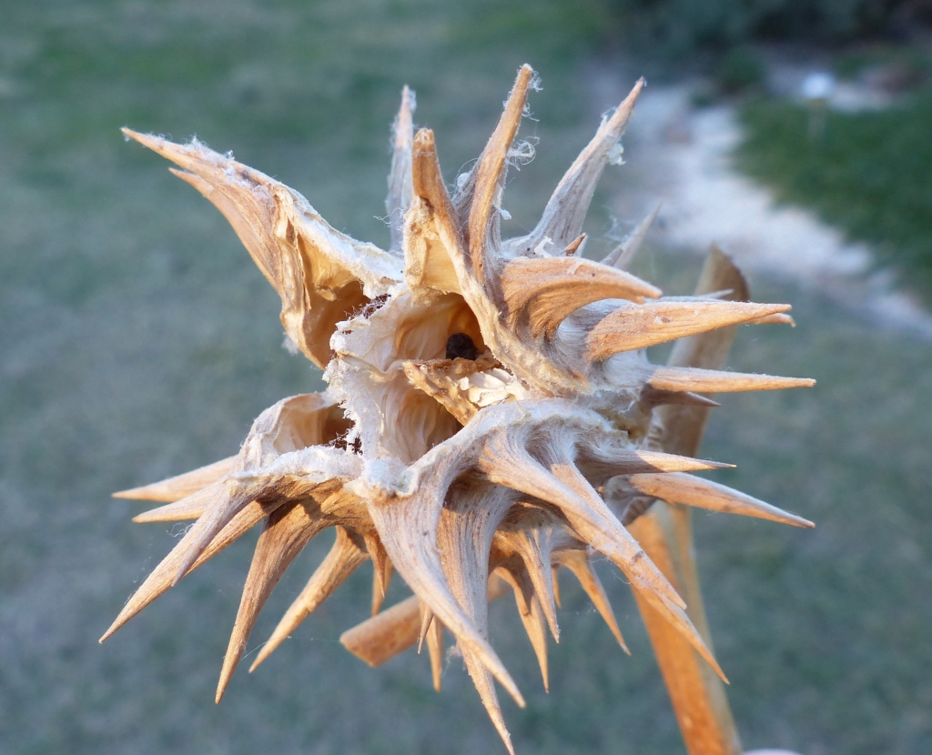 Datura ferox (hero image)