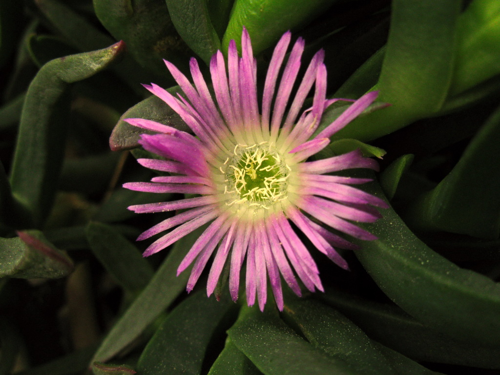 Carpobrotus (hero image)