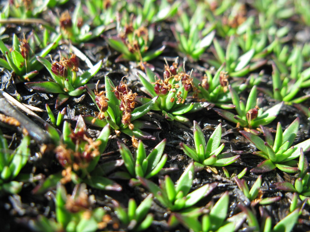 Plantago glacialis (hero image)