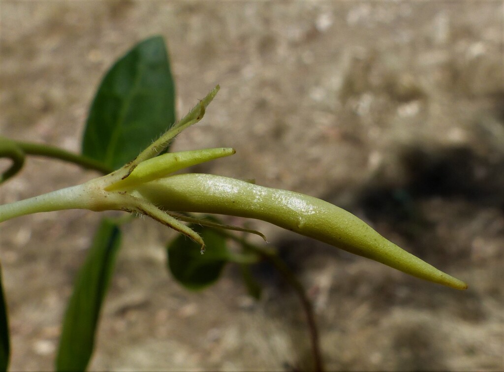 Vinca major (hero image)