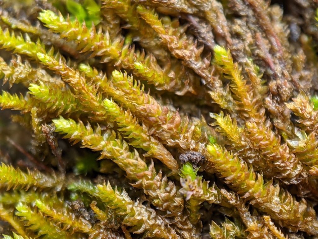 Pseudoleskeopsis (hero image)