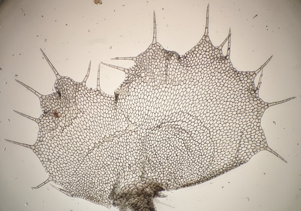 Goebelobryum (hero image)
