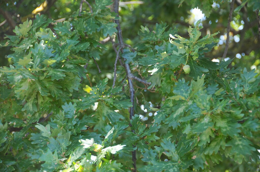 Quercus robur (hero image)