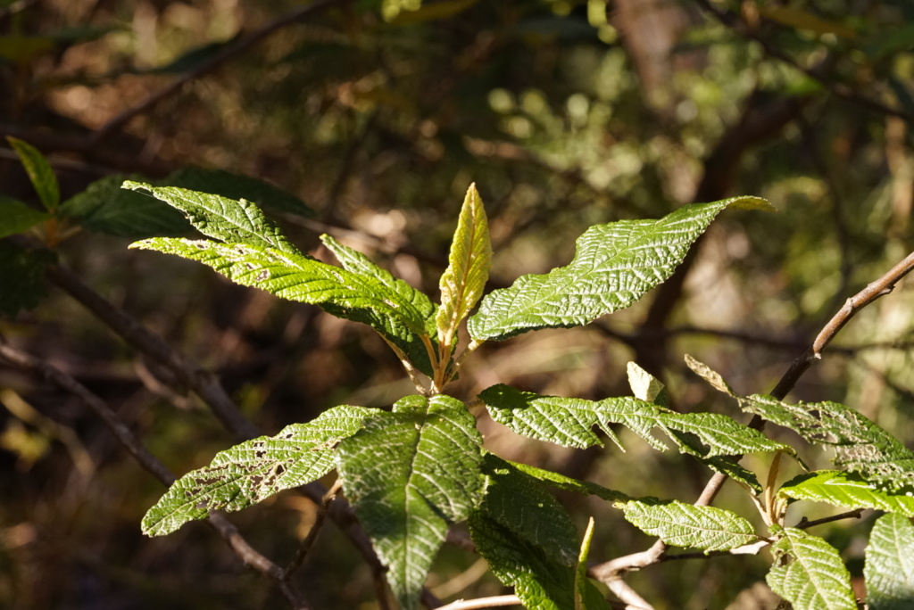 Pomaderris apetala subsp. apetala (hero image)