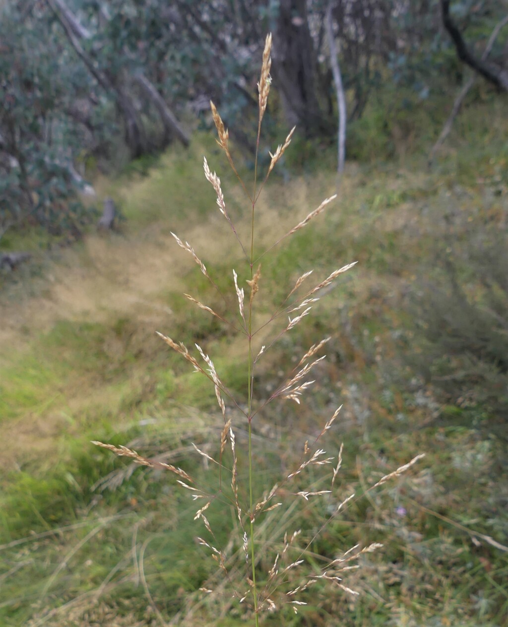 Agrostis capillaris var. capillaris (hero image)