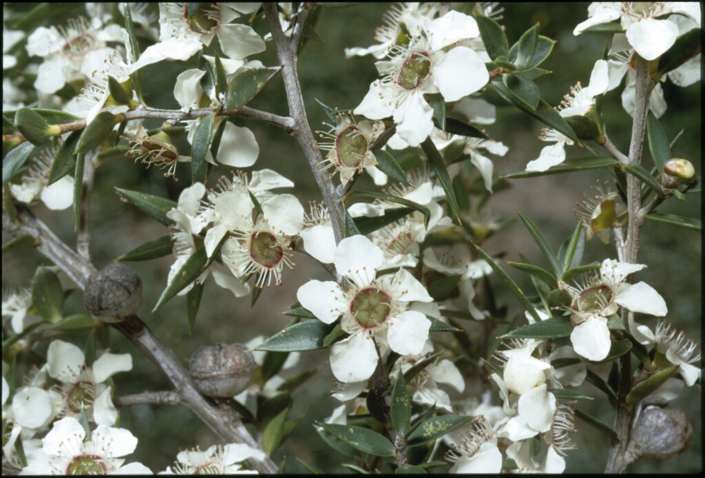 Leptospermum scoparium (hero image)