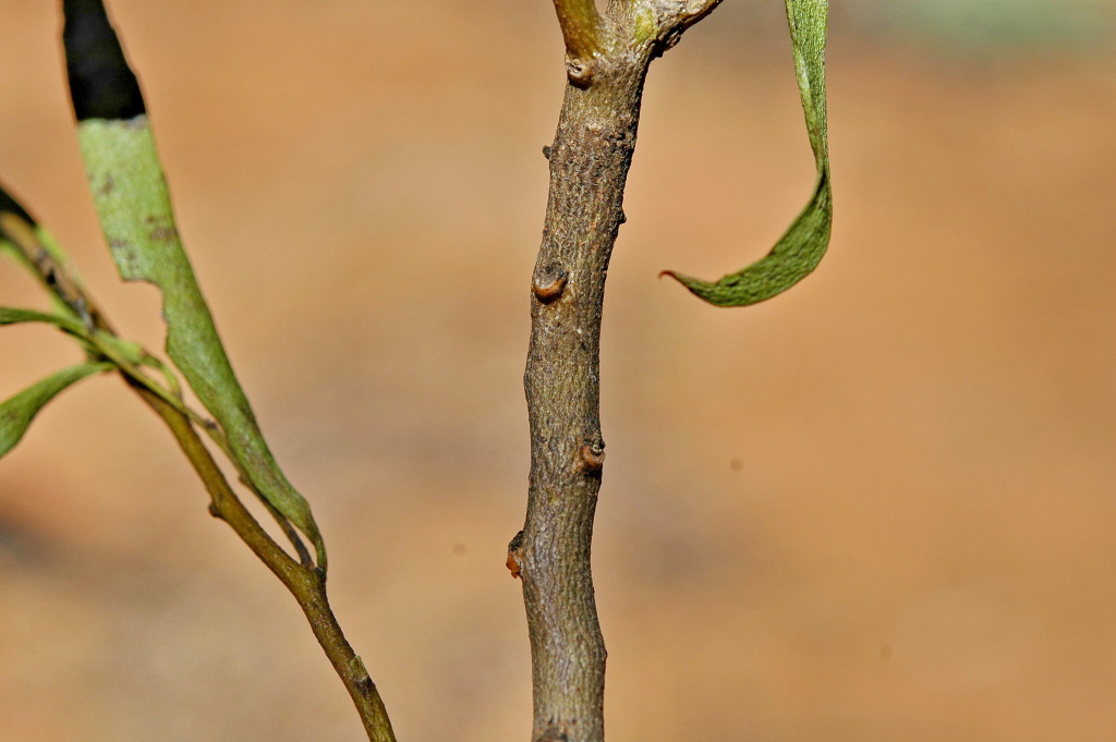 Myoporum platycarpum subsp. platycarpum (hero image)