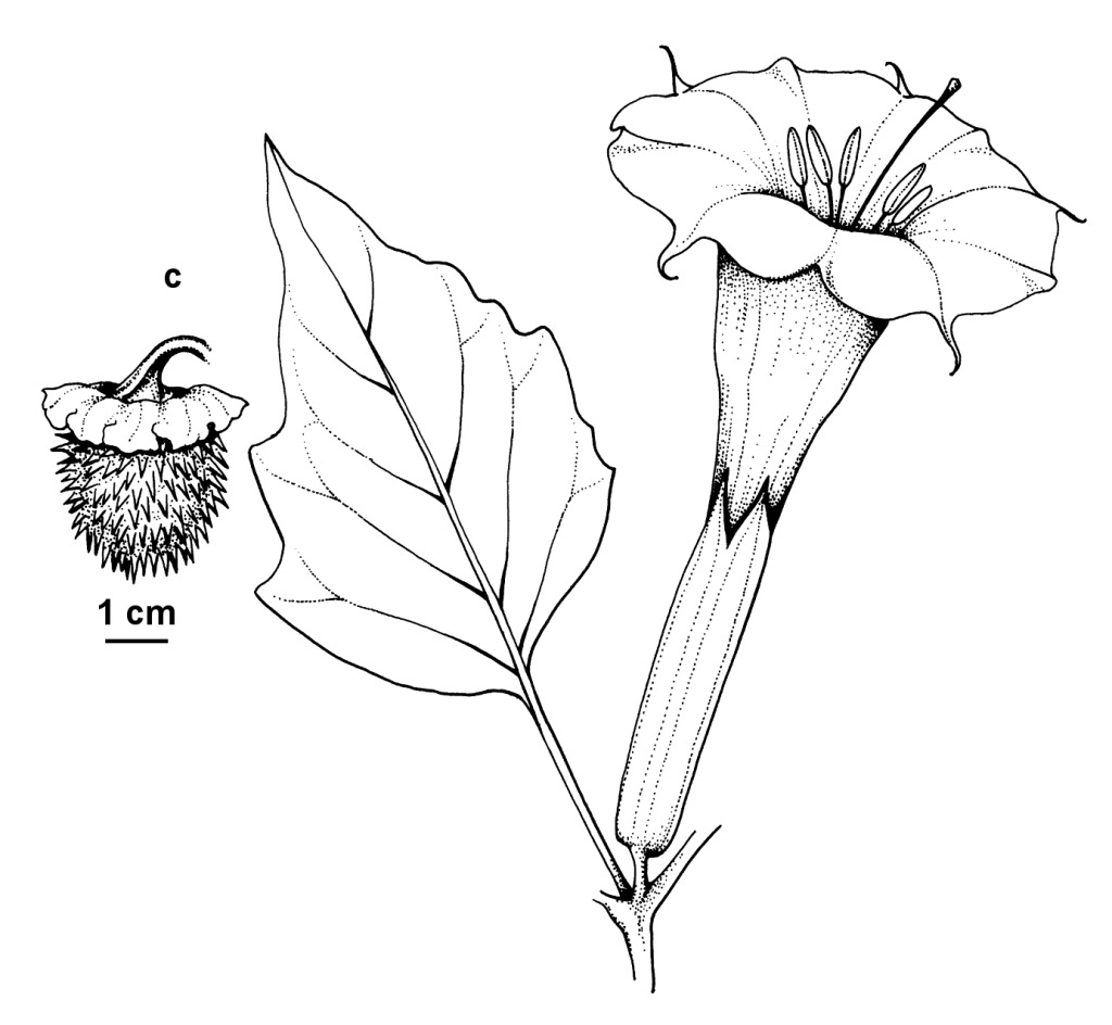 Datura innoxia (hero image)