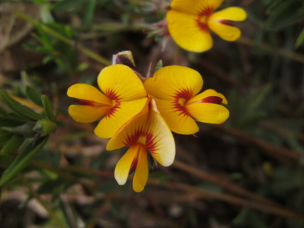 Pultenaea luehmannii (hero image)