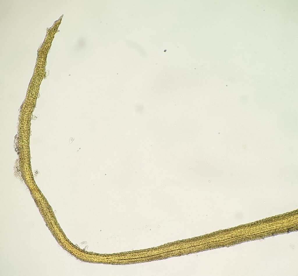 Distichium capillaceum (hero image)