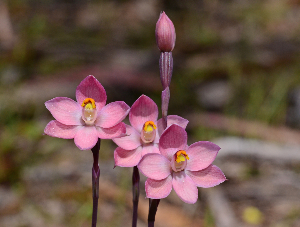 Thelymitra rubra (hero image)