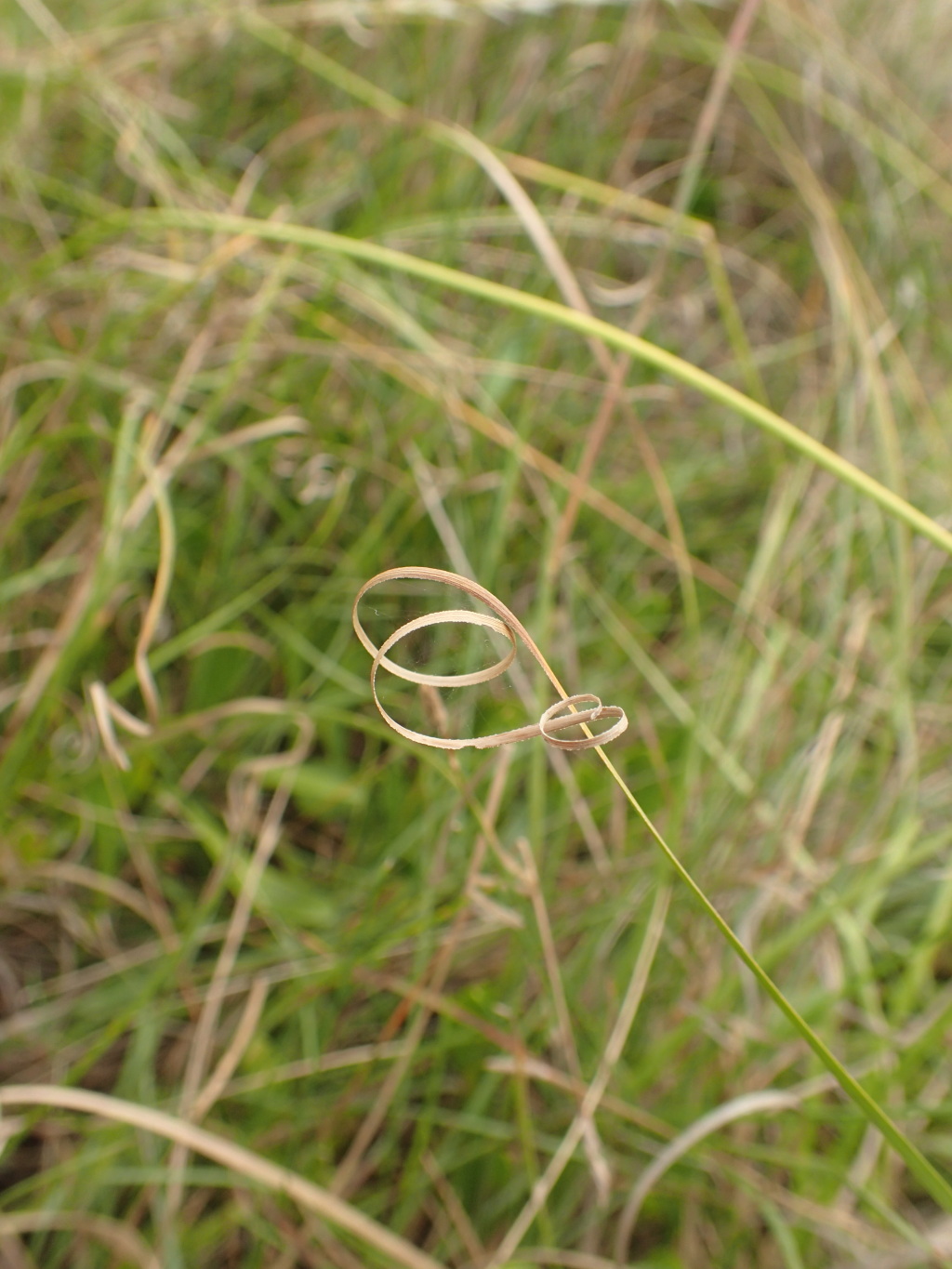 Carex tasmanica (hero image)