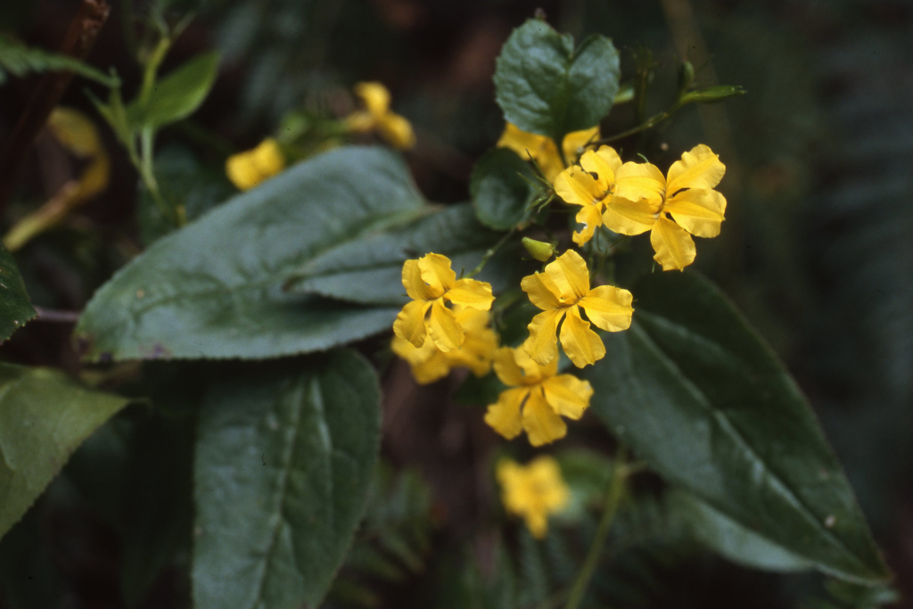 Goodenia ovata (hero image)