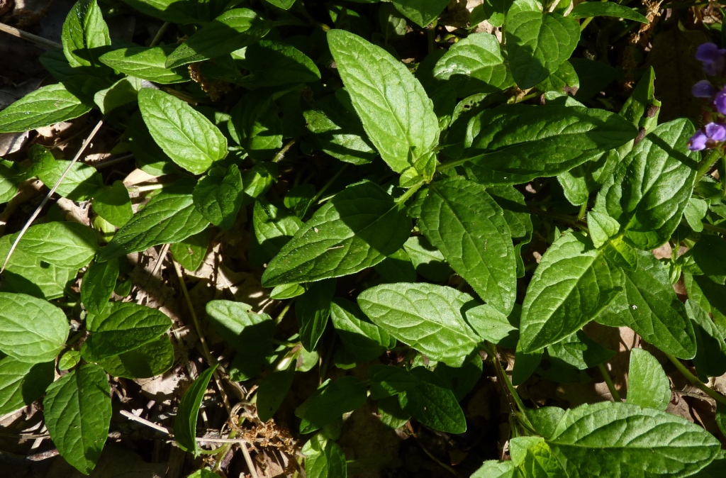 Prunella vulgaris (hero image)