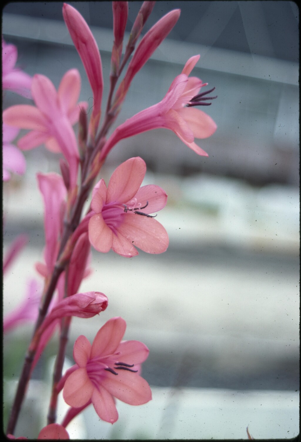 Watsonia versfeldii (hero image)