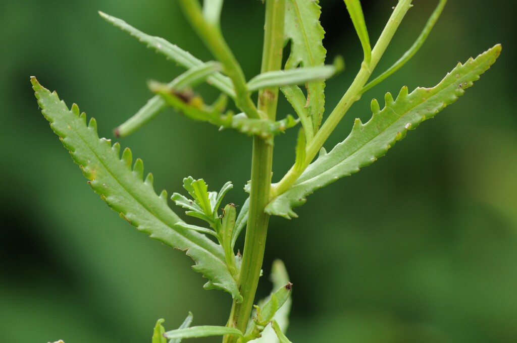 Senecio pinnatifolius (hero image)