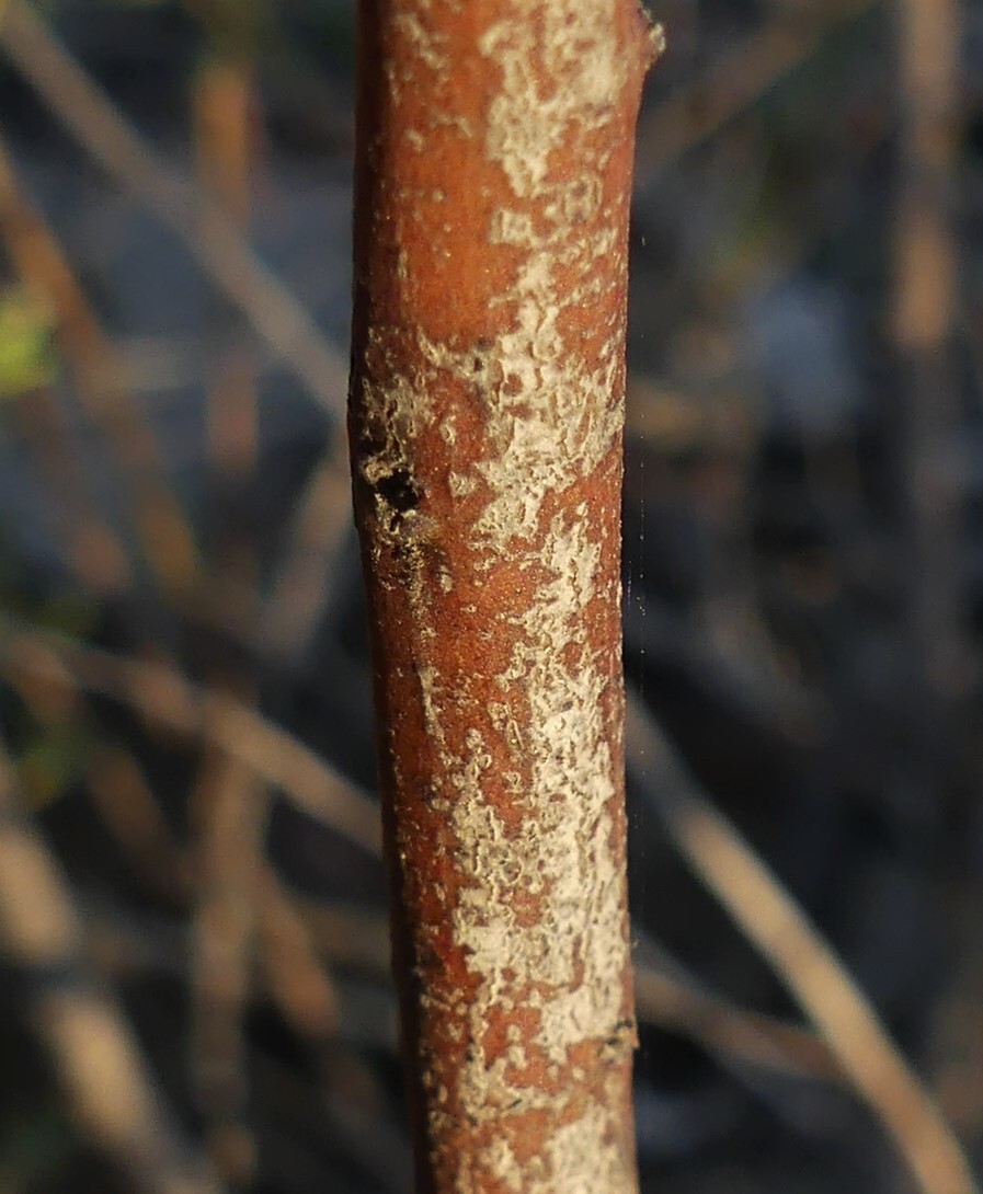 Acacia mitchellii (hero image)