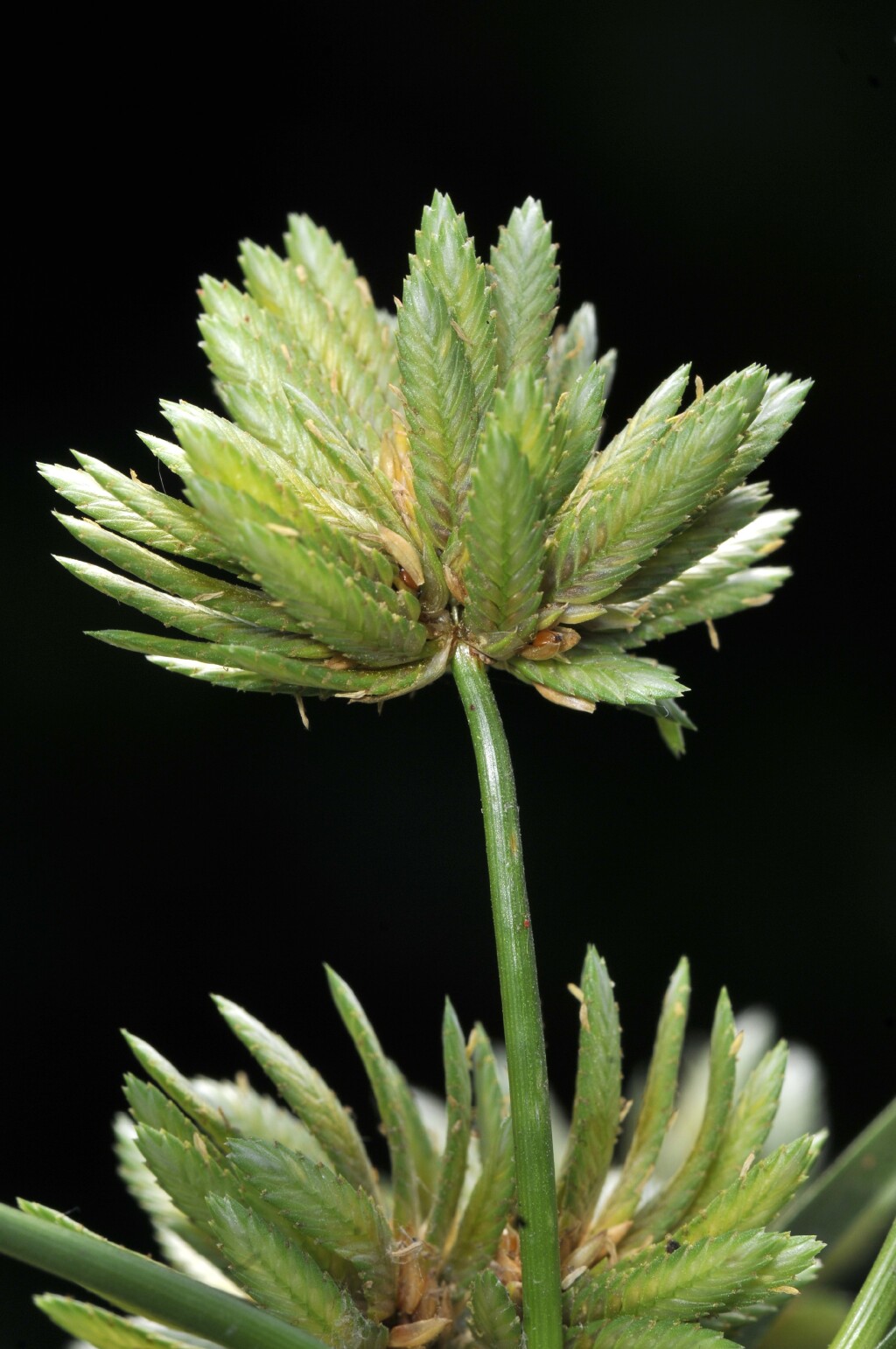 Cyperus eragrostis (hero image)