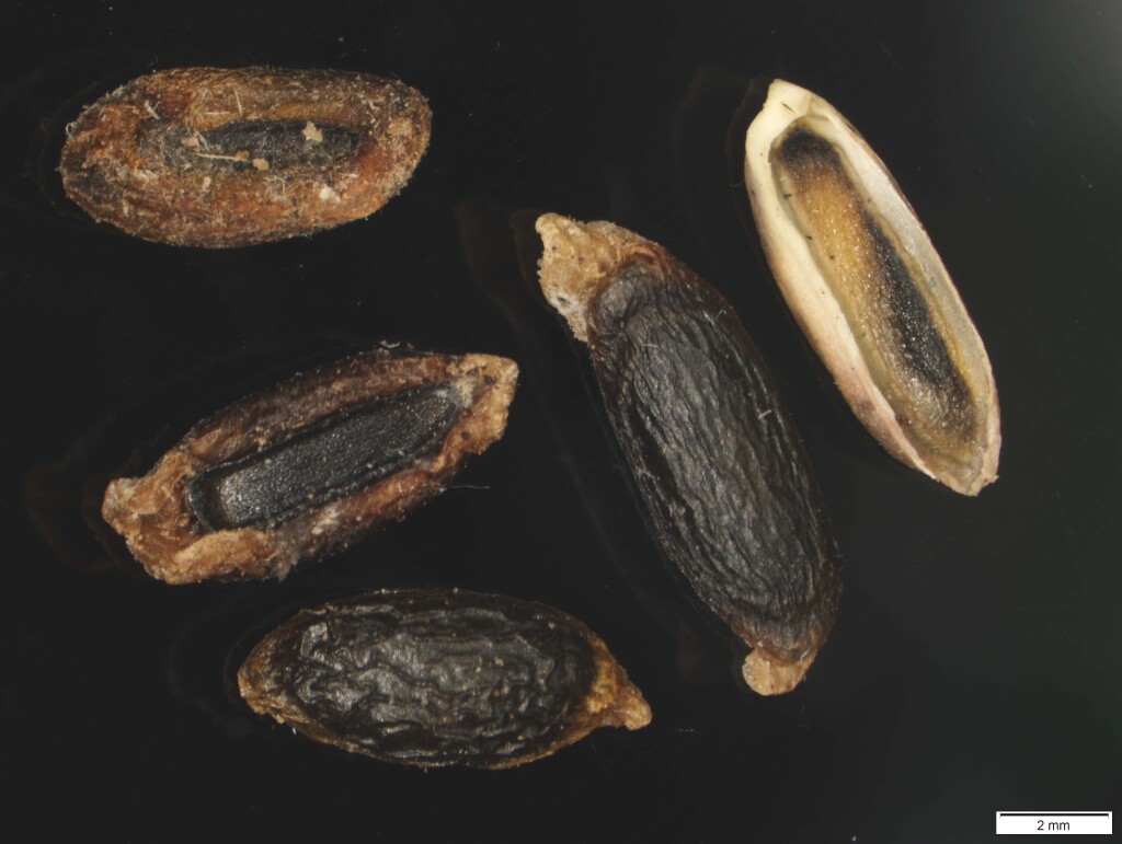 Grevillea montis-cole subsp. brevistyla (hero image)