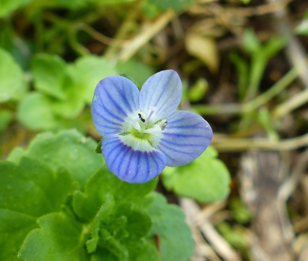 Veronica persica (hero image)