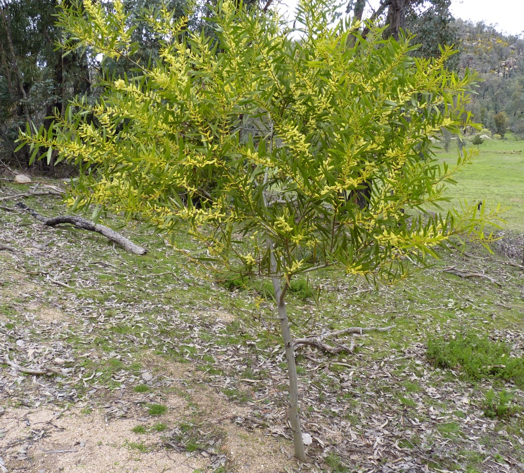 Acacia longifolia subsp. longifolia (hero image)