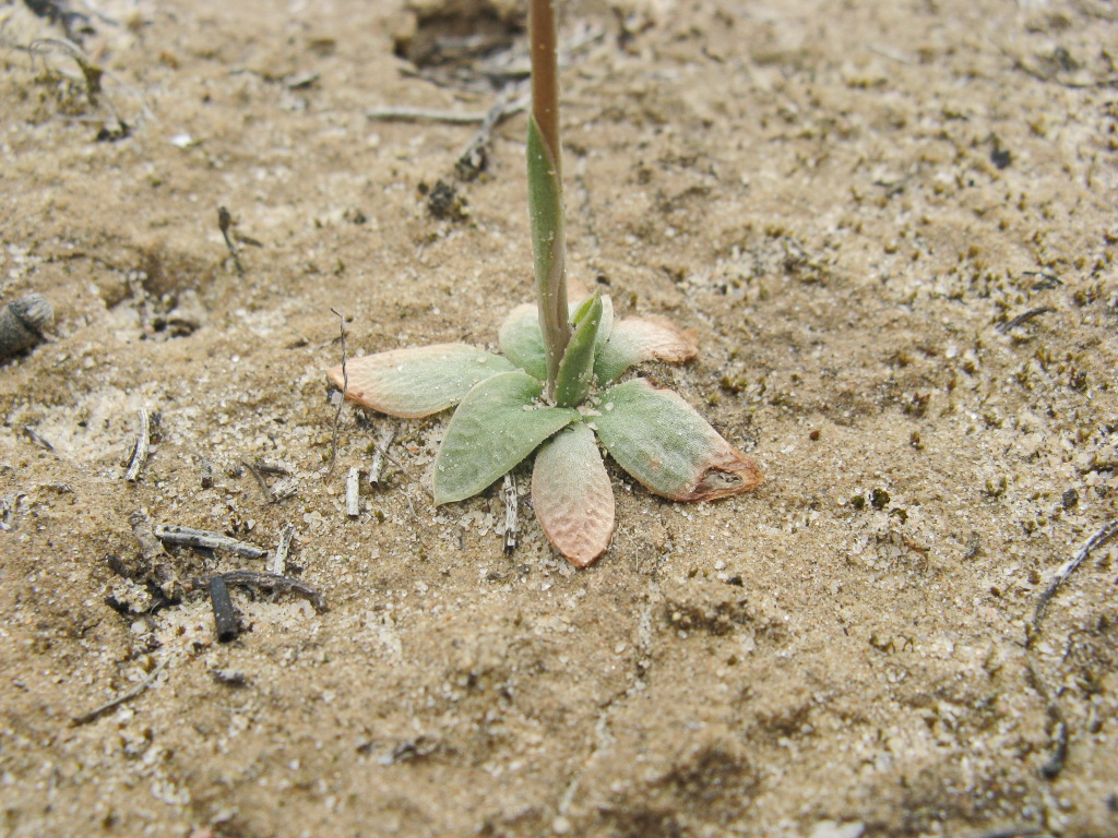 Pterostylis pusilla (hero image)