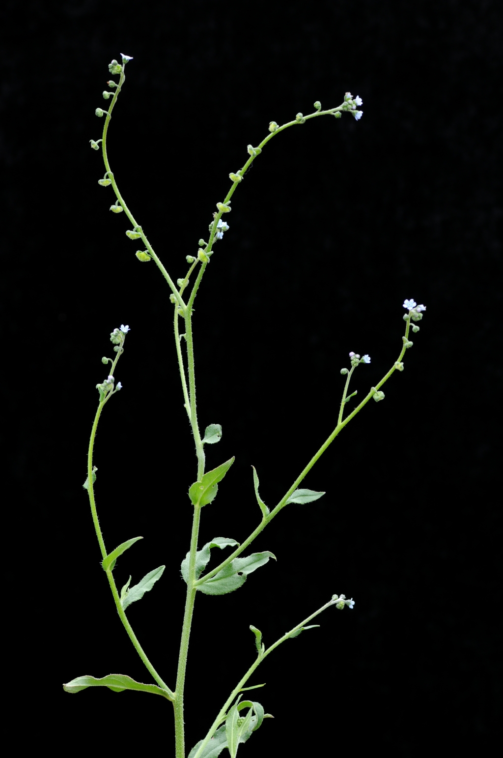 Boraginaceae (hero image)