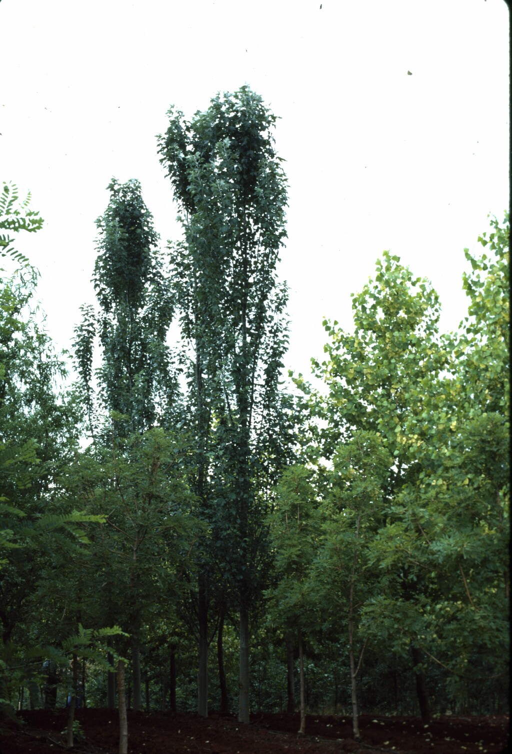 Populus alba (hero image)