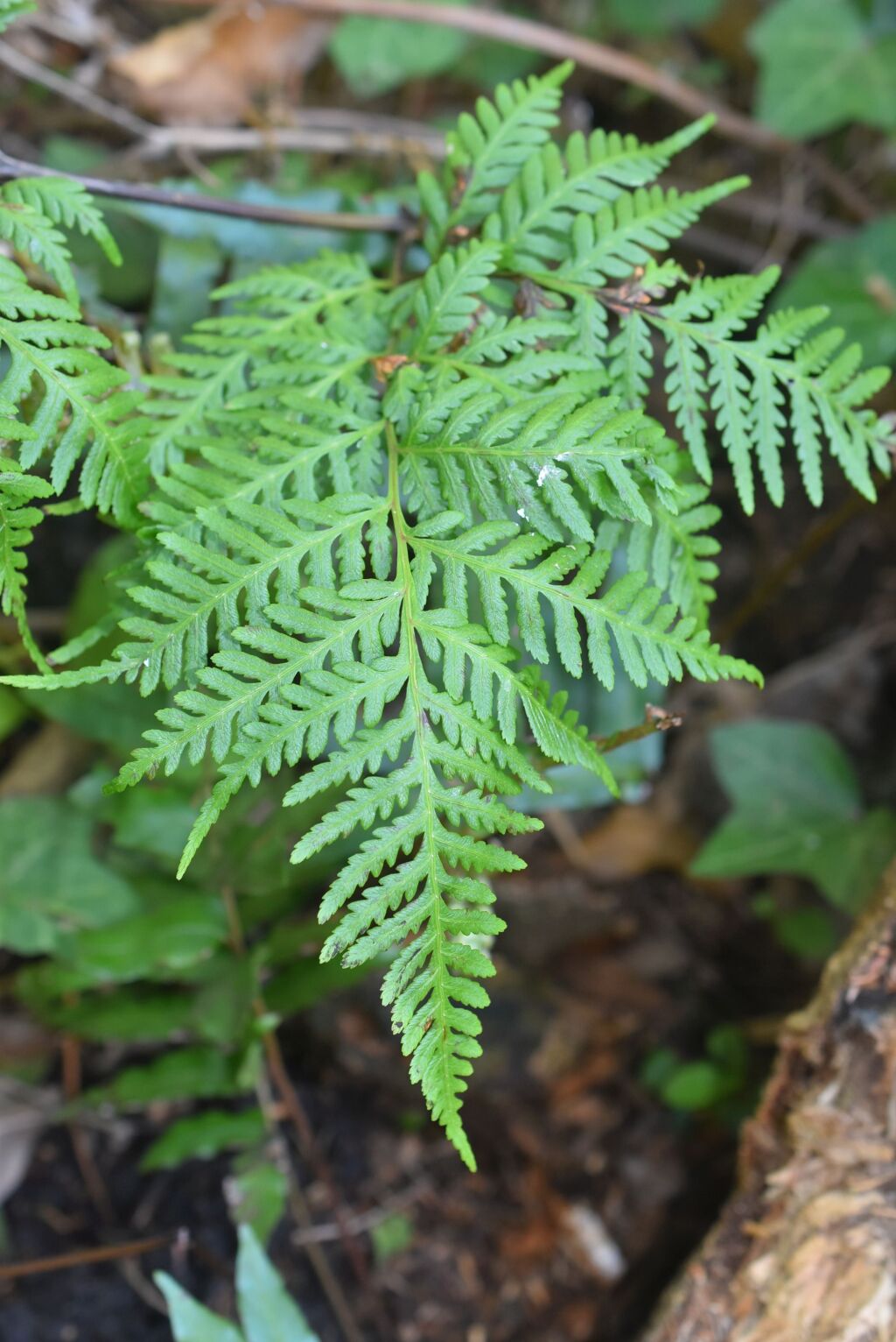 Pteris epaleata (hero image)