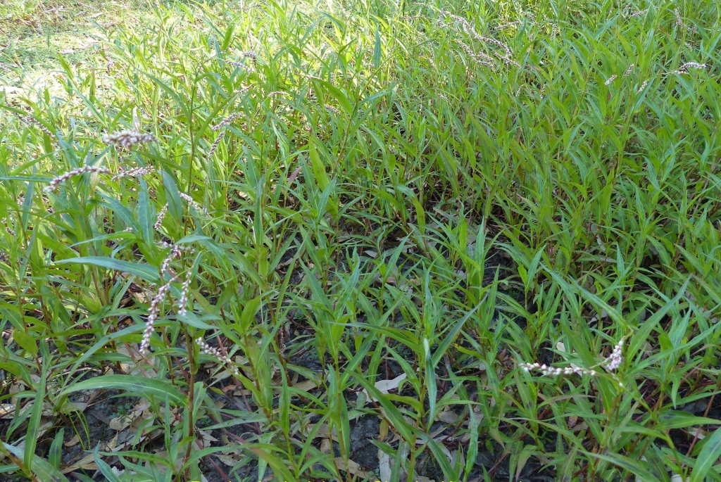 Persicaria decipiens (hero image)