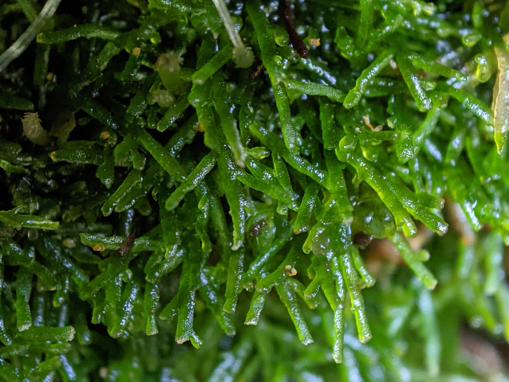 Aneuraceae (hero image)