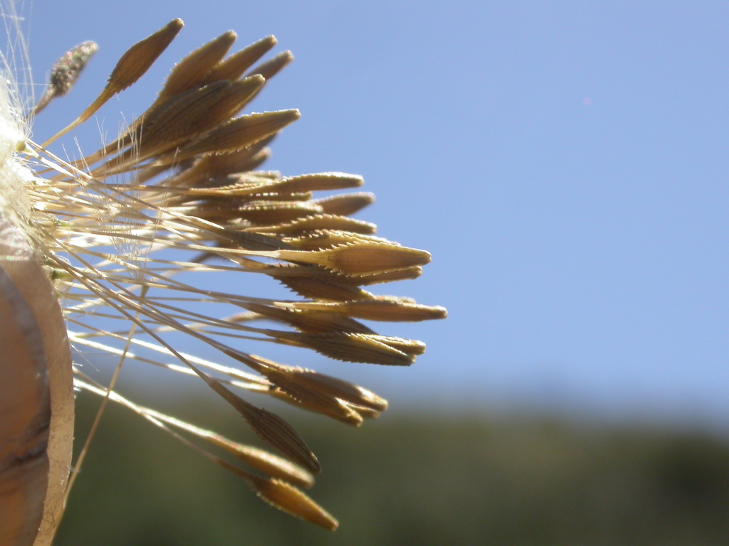 Taraxacum aristum (hero image)