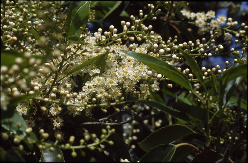 Prunus lusitanica (hero image)