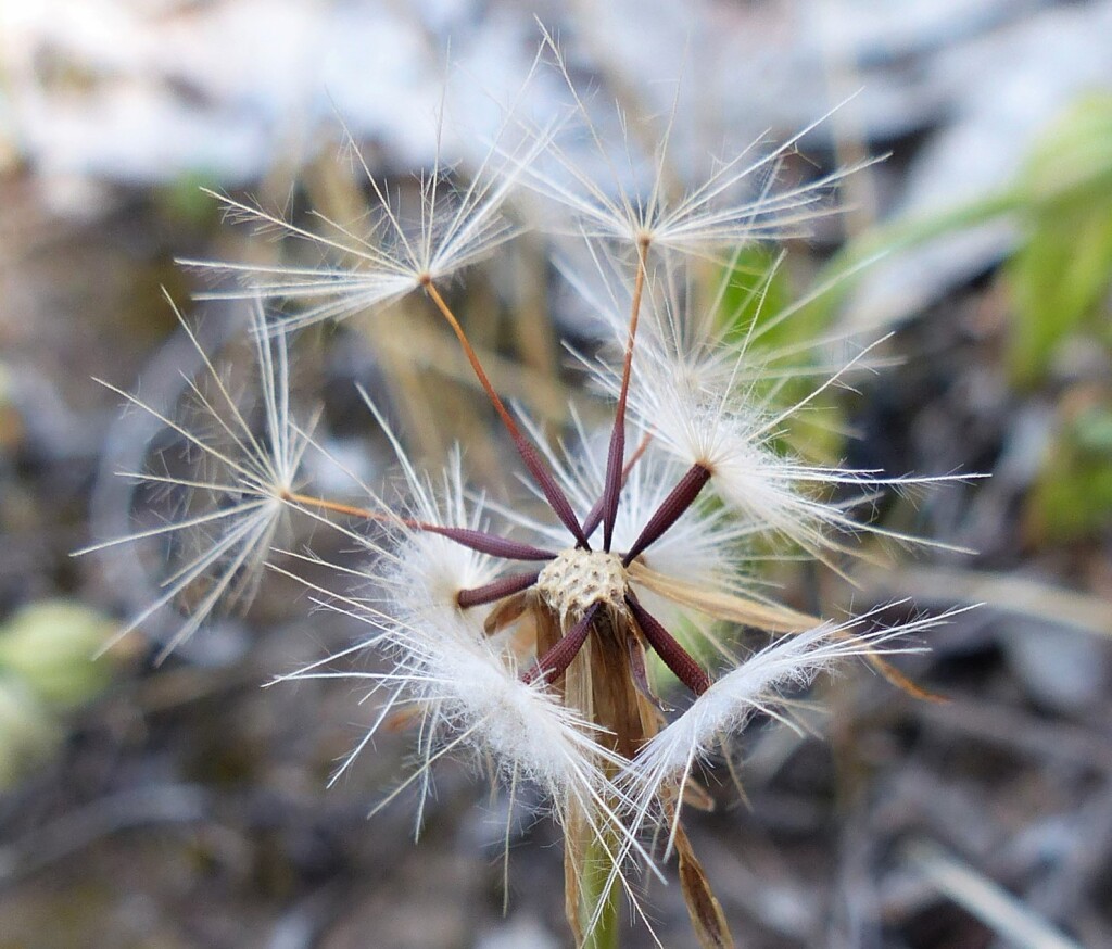 Crepis setosa (hero image)