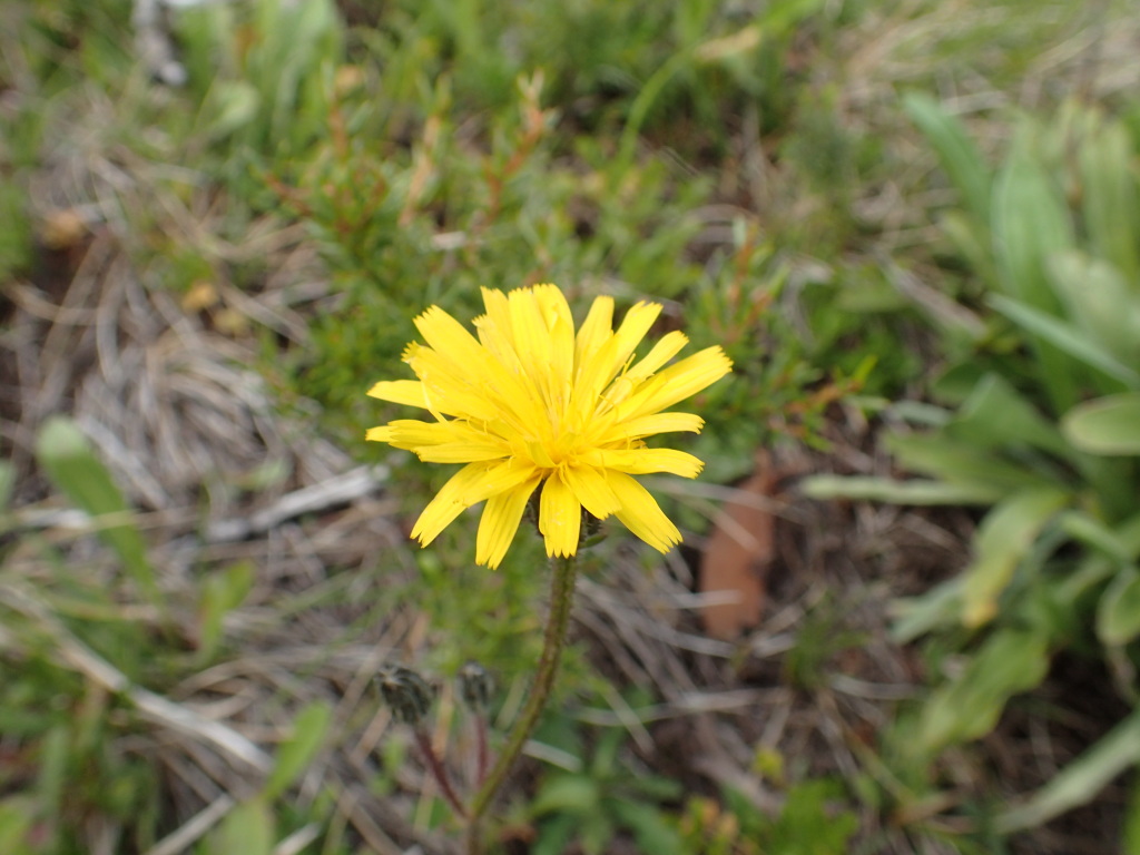 Picris angustifolia subsp. merxmuelleri (hero image)