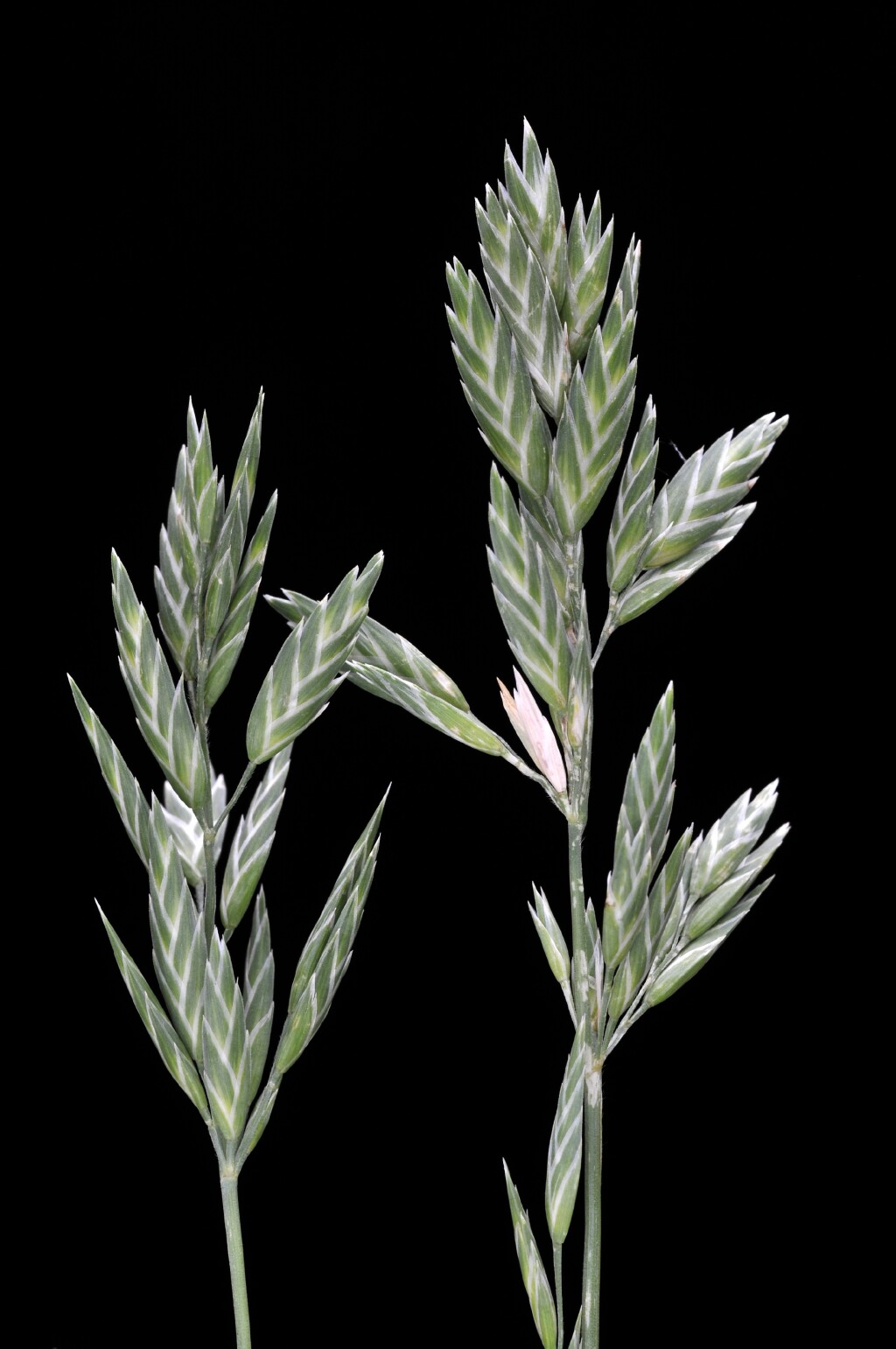 Bromus catharticus (hero image)