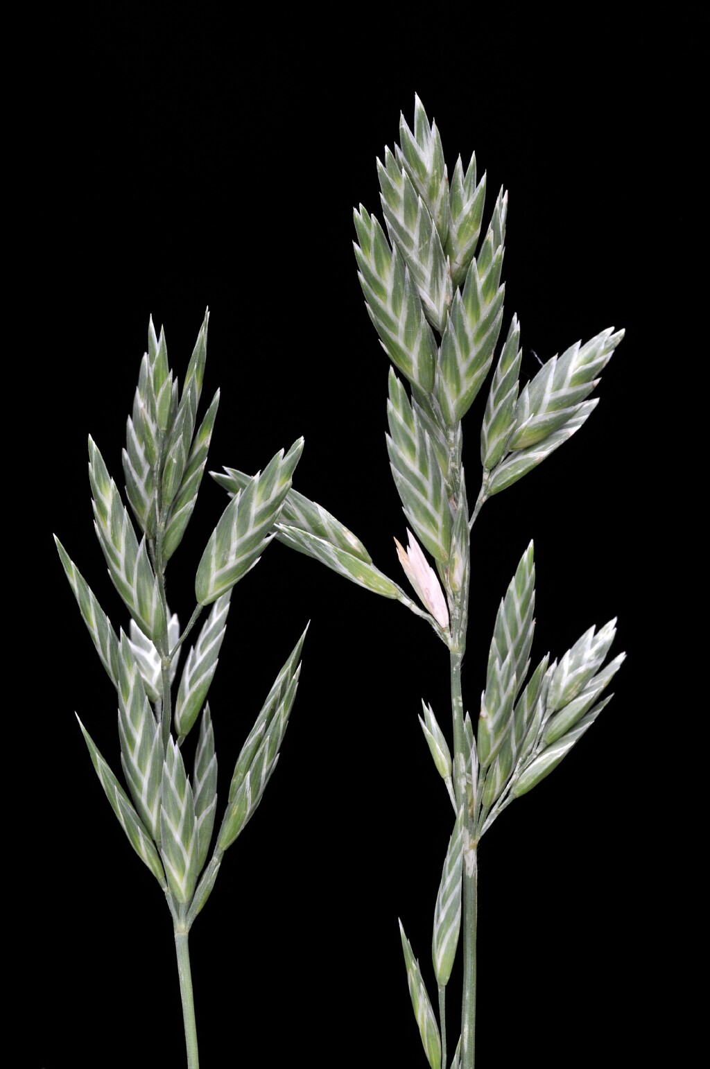 Bromus catharticus var. rupestris (hero image)