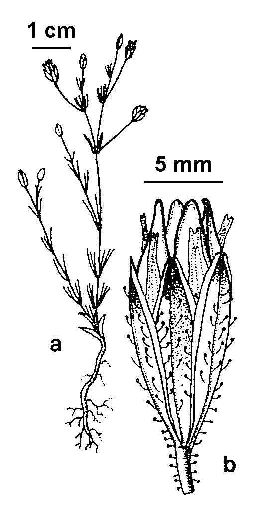 Gypsophila tubulosa (hero image)