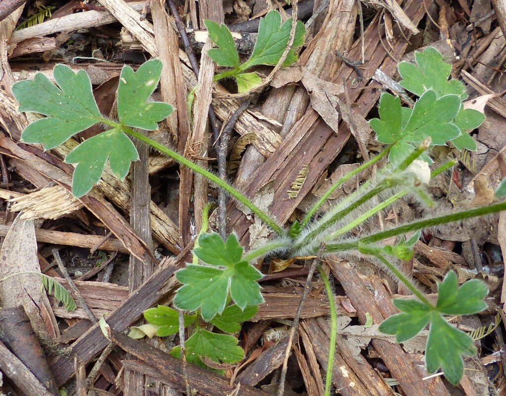 Ranunculus scapiger (hero image)