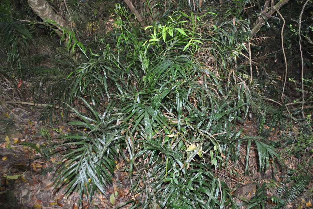 Pteris umbrosa (hero image)