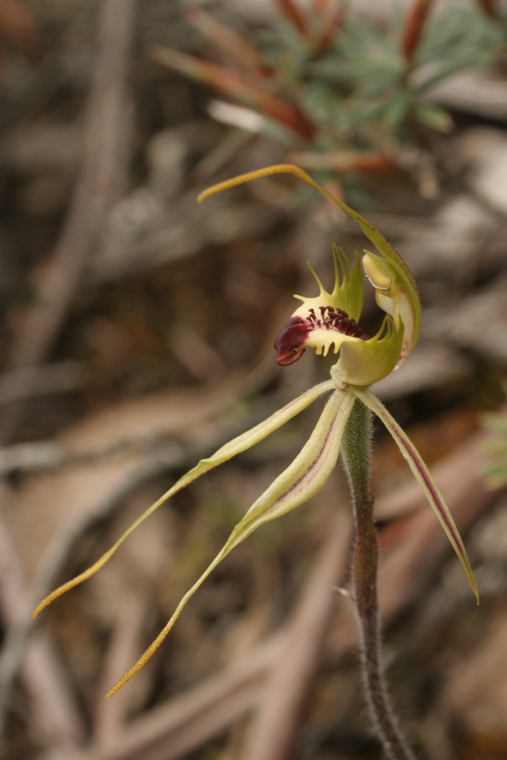 Caladenia parva (hero image)