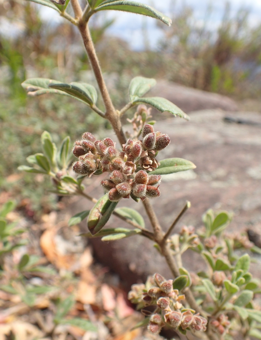 Zieria cytisoides (hero image)