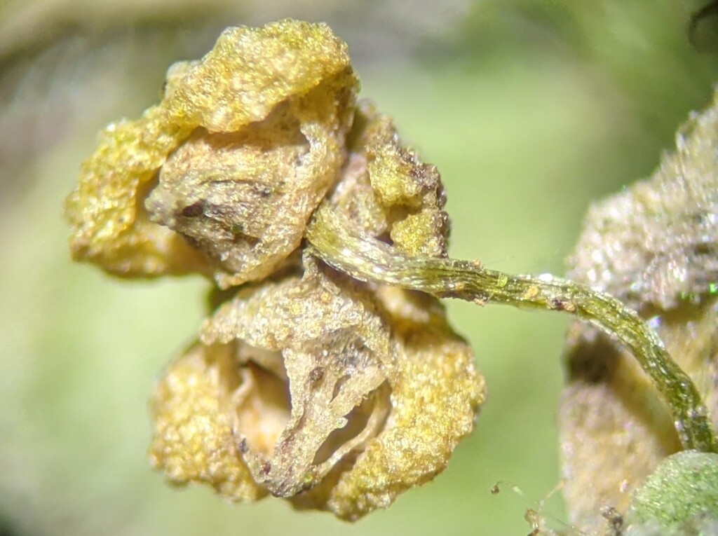 Asterella (hero image)