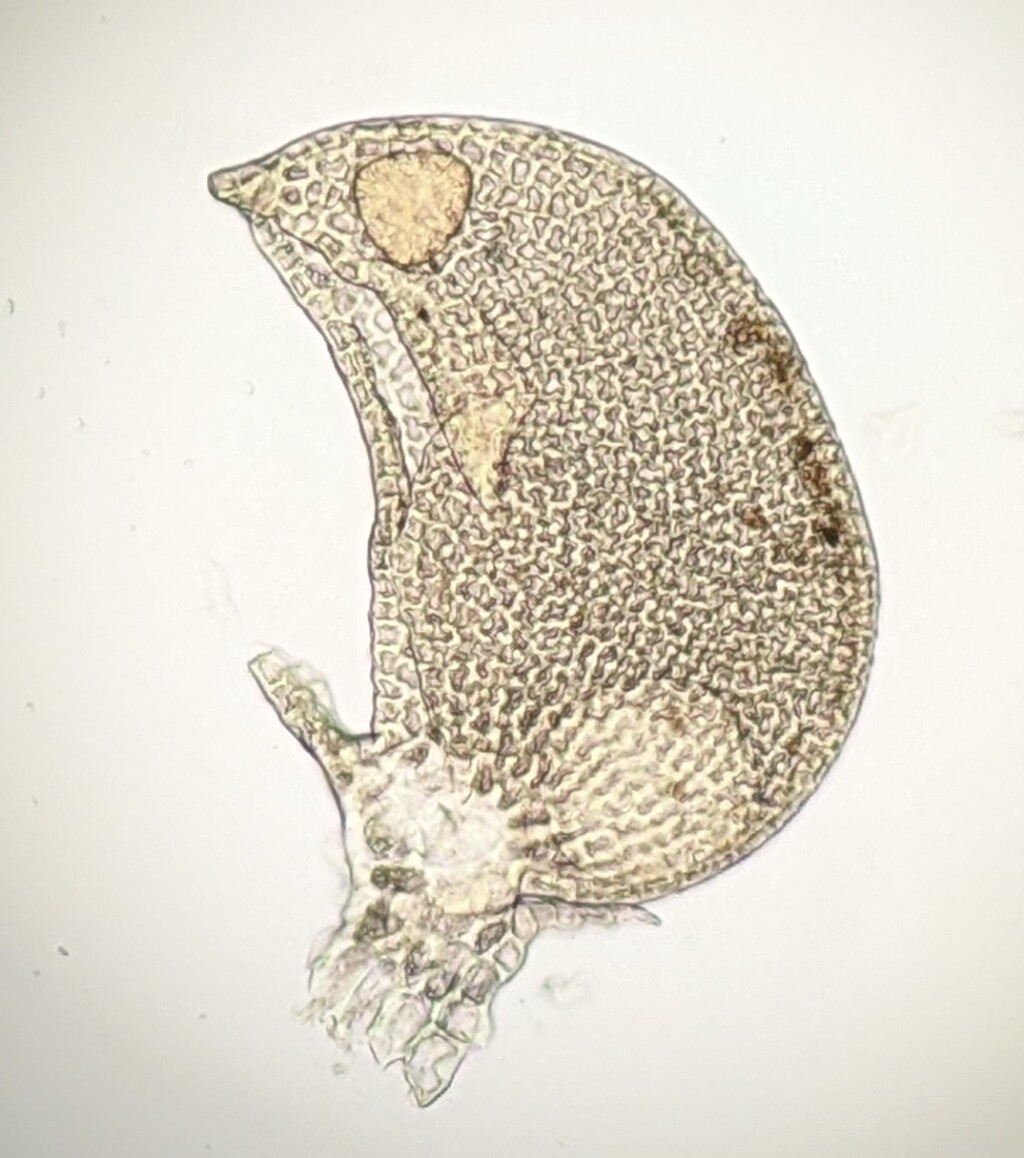 Frullania spinigastria (hero image)